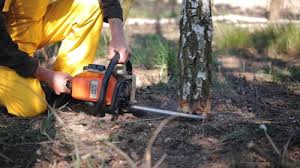 Best Organic Lawn Care Solutions  in Sutter, CA