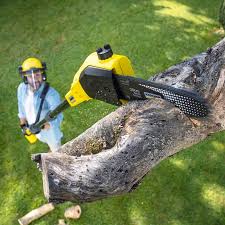Best Arborist Consultation Services  in Sutter, CA