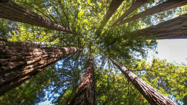 How Our Tree Care Process Works  in  Sutter, CA