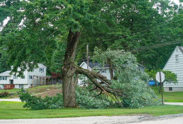 Best Commercial Tree Services  in Sutter, CA