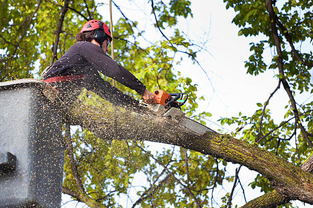 Leaf Removal in Sutter, CA