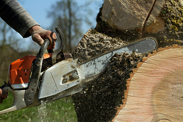 Sutter, CA Tree Removal Company